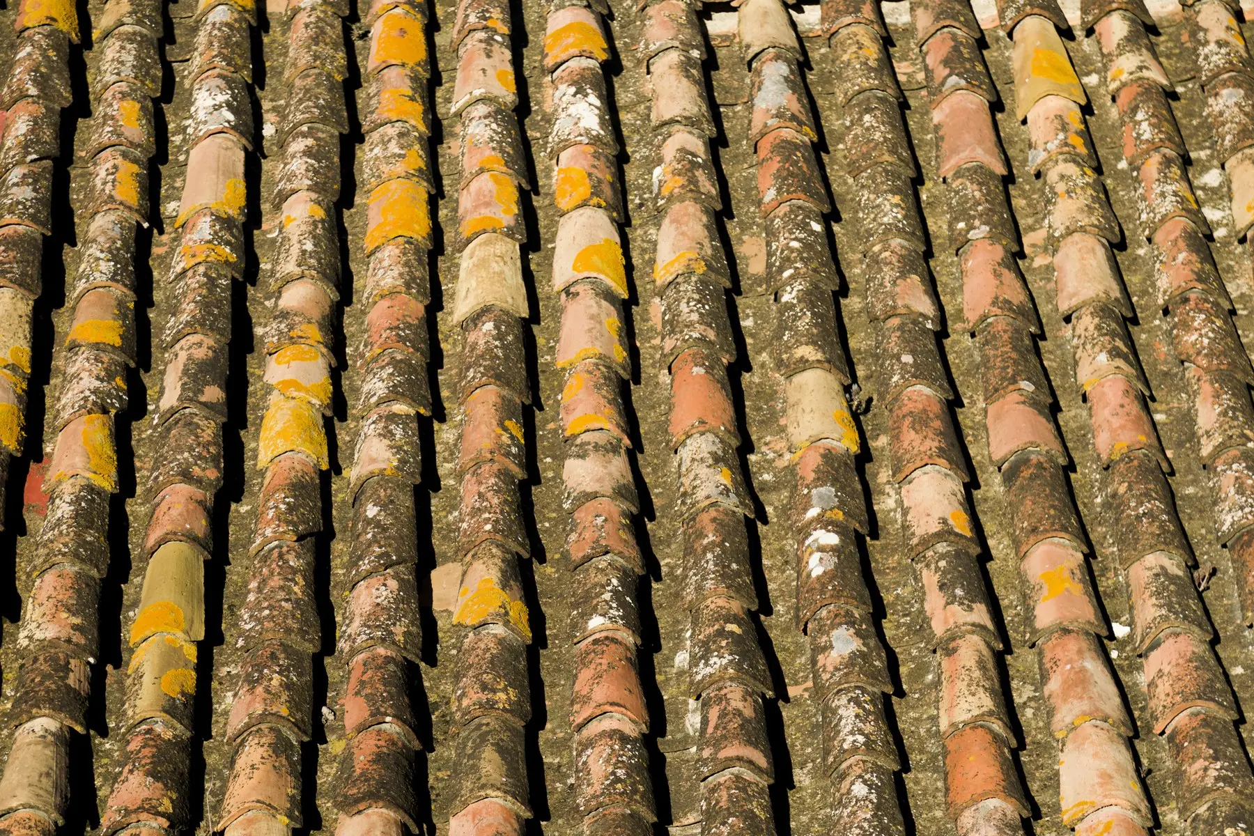 Lichen jaune et orange installé sur les rangs d’une couverture en tuile canal ancienne