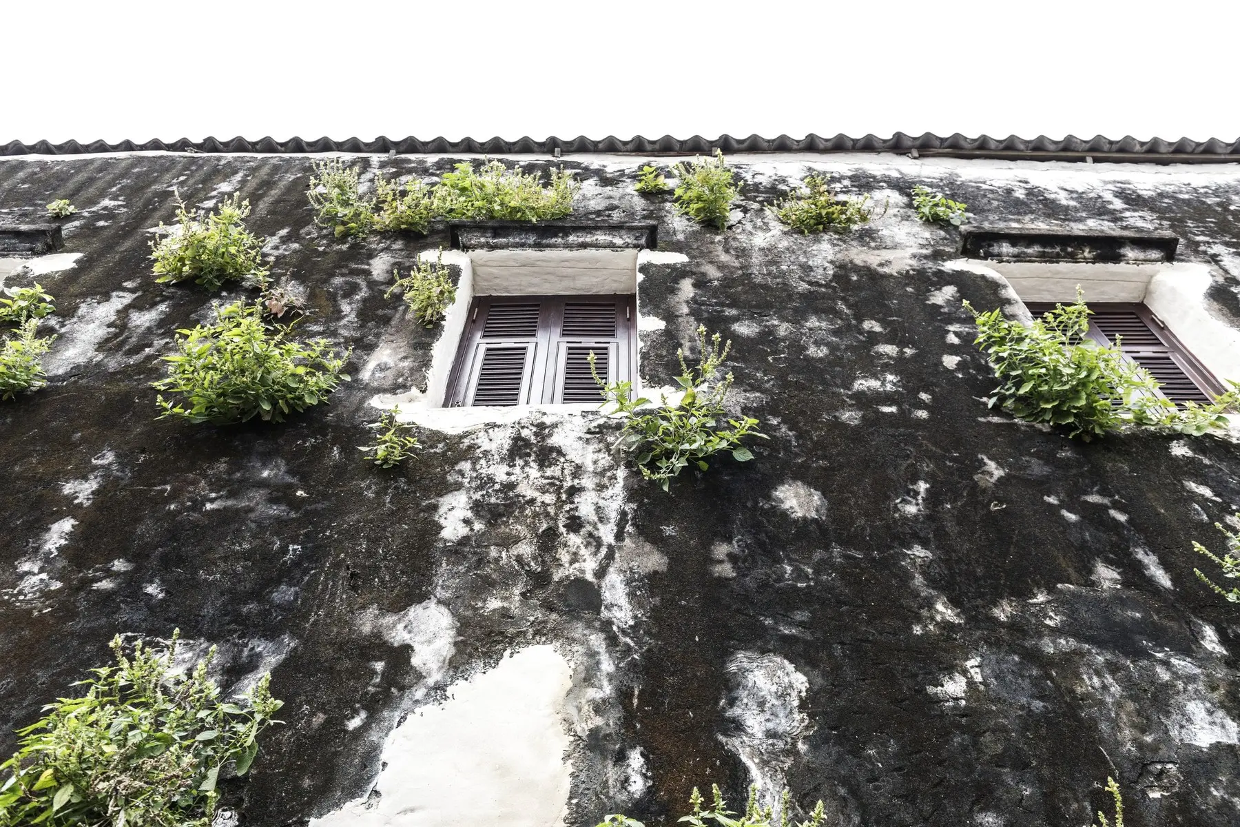 Façade en pierre colonisée par les mousses et la végétation autour des ouvertures